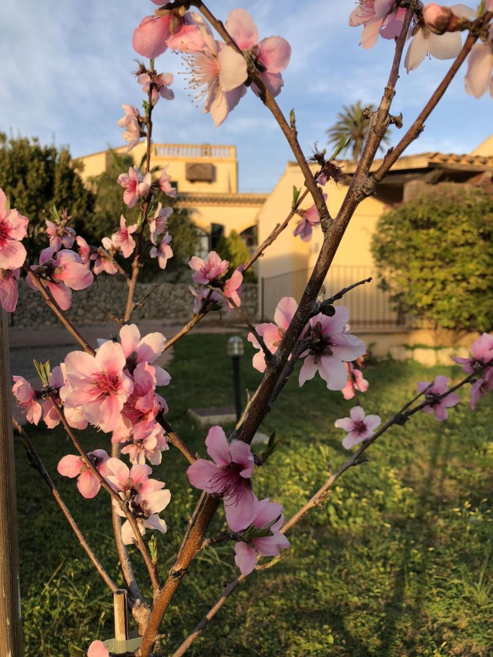 Finca Son Manera Montuïri Kültér fotó